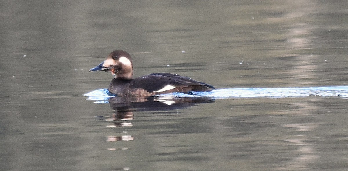 White-winged Scoter - ML645812095