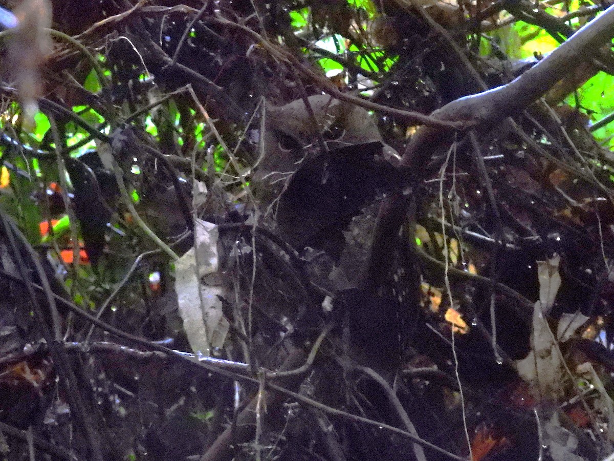 Choco Screech-Owl - ML645812103