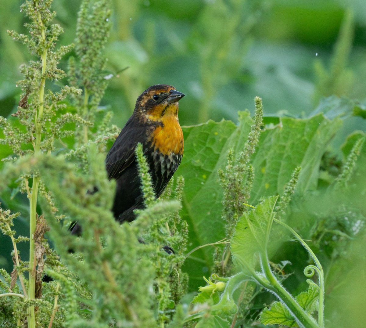 キガシラムクドリモドキ - ML645812104