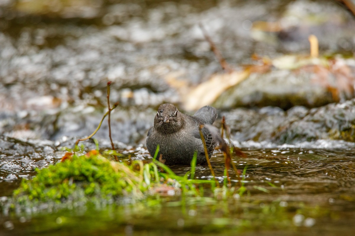 Ur-zozo iparramerikarra - ML645812109