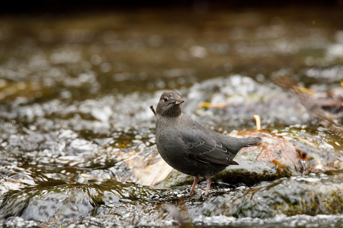 Ur-zozo iparramerikarra - ML645812110