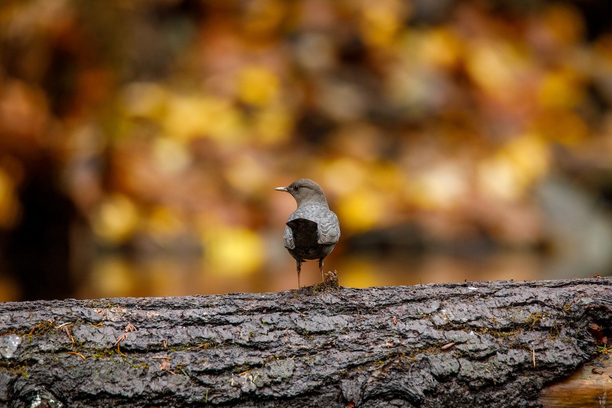 Ur-zozo iparramerikarra - ML645812111