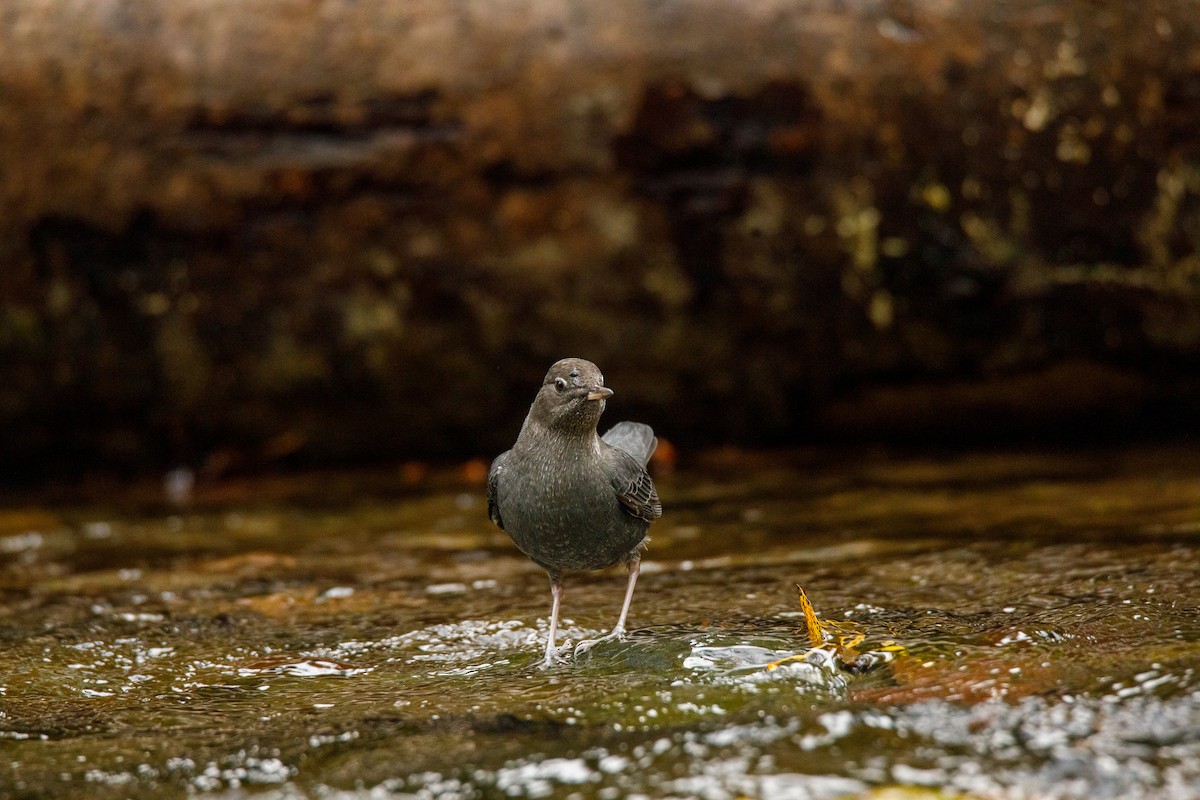 Ur-zozo iparramerikarra - ML645812112