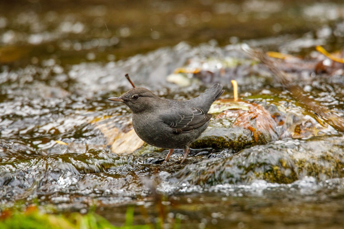 Ur-zozo iparramerikarra - ML645812113