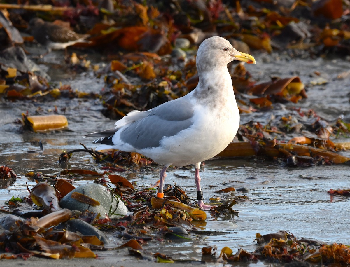 Western x Glaucous-winged Gull (hybrid) - ML645812115