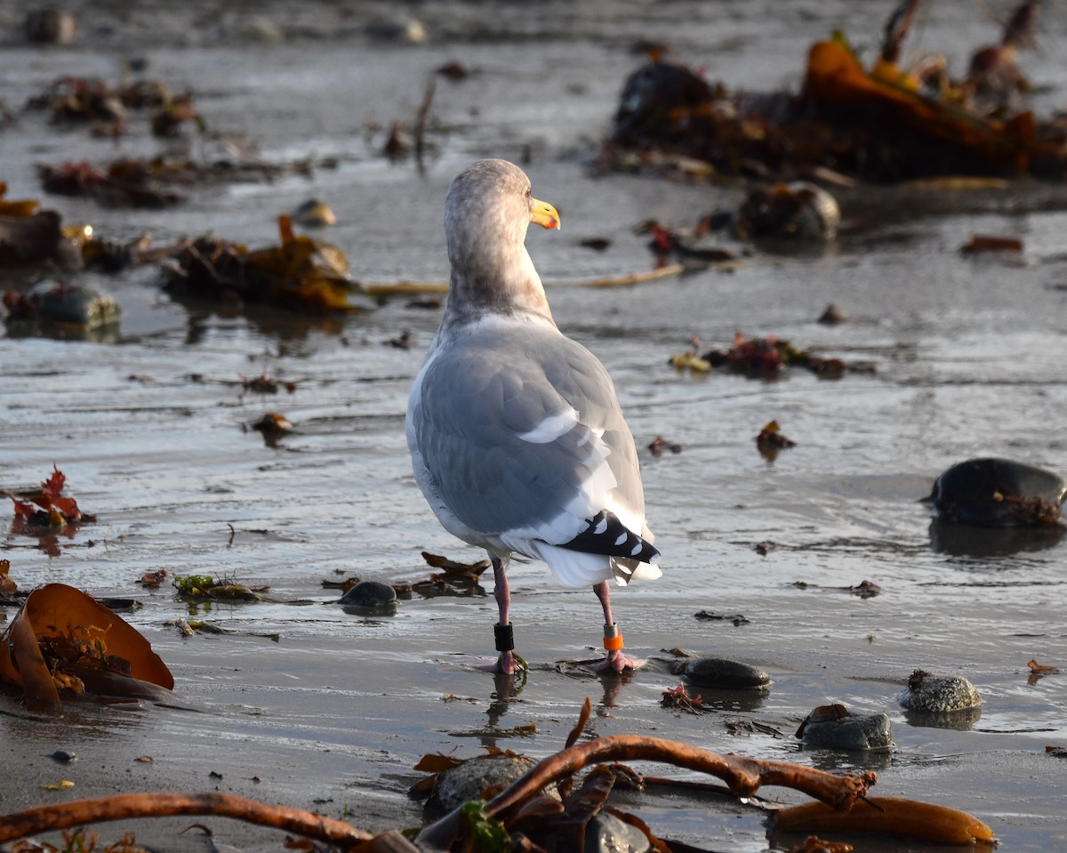 Western x Glaucous-winged Gull (hybrid) - ML645812116