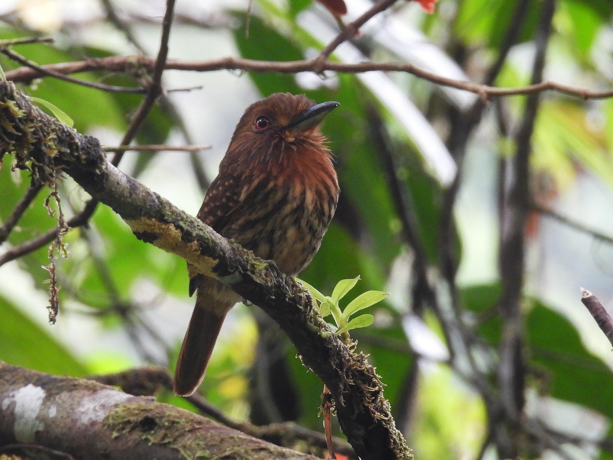 White-whiskered Puffbird - ML645812117