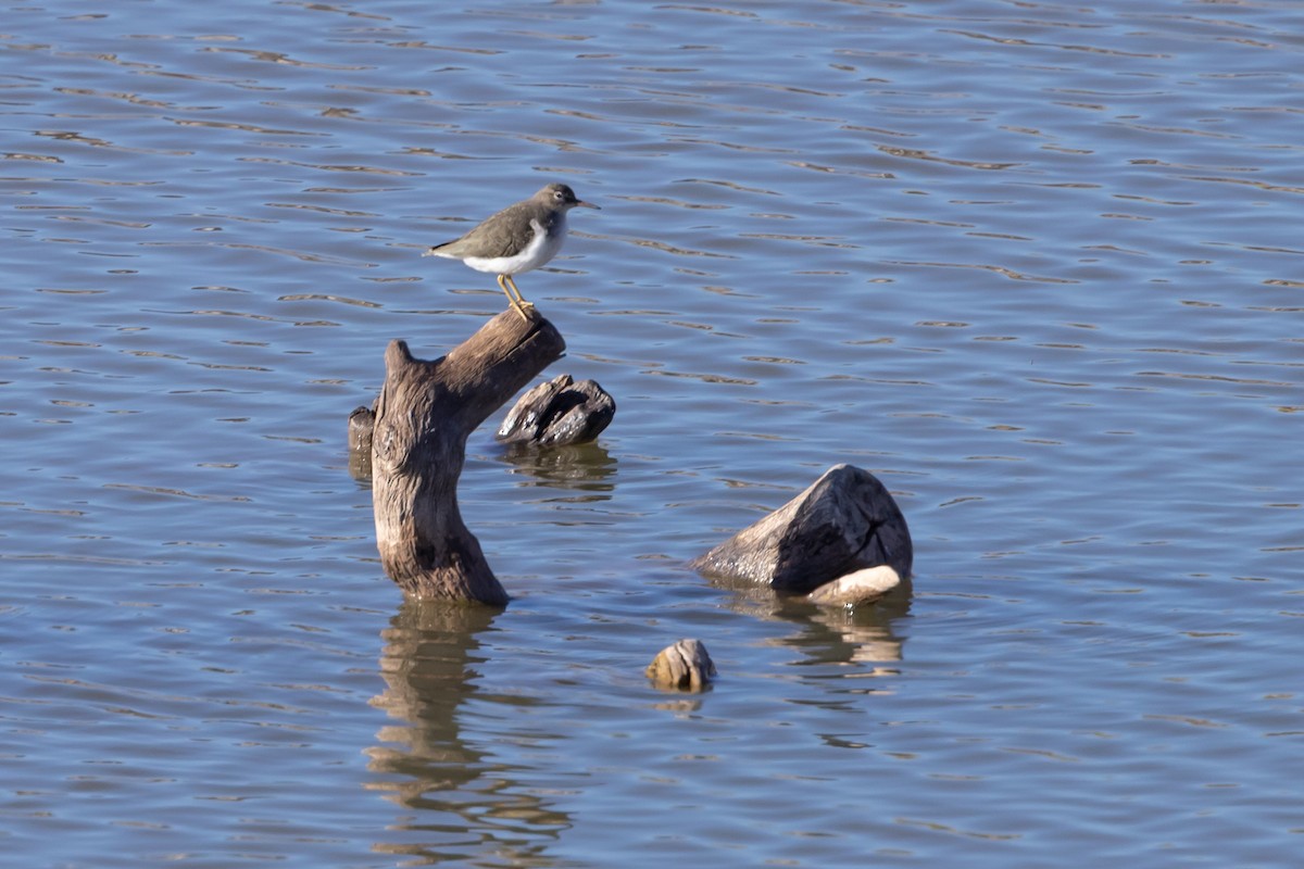 Benekli Düdükçün - ML645812122