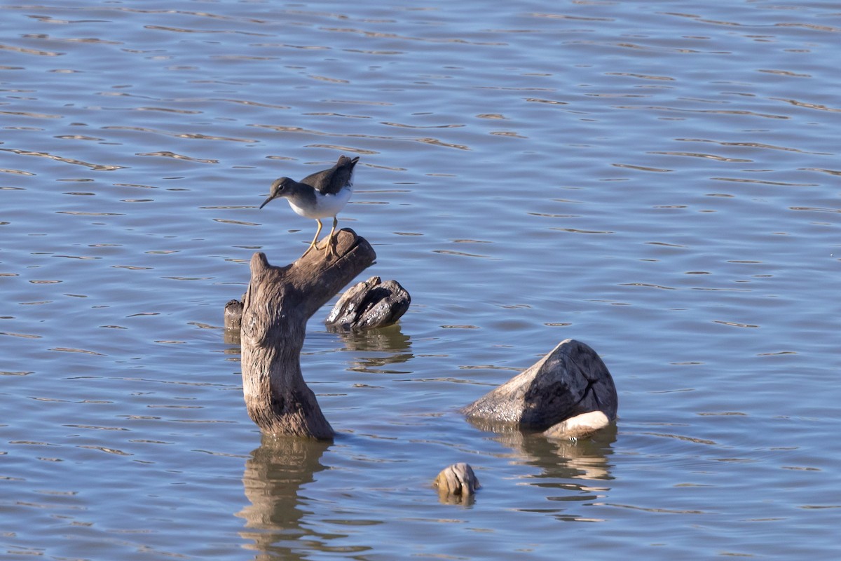 Benekli Düdükçün - ML645812123