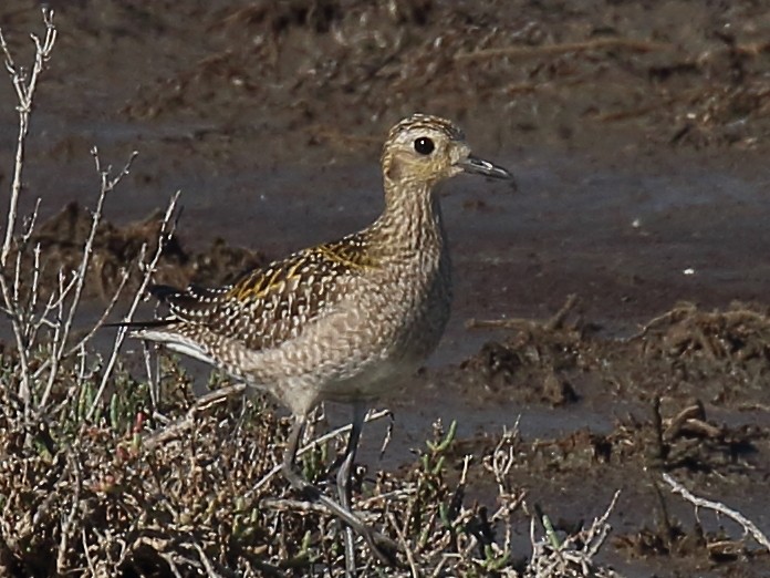 Pacific Golden-Plover - ML645812127