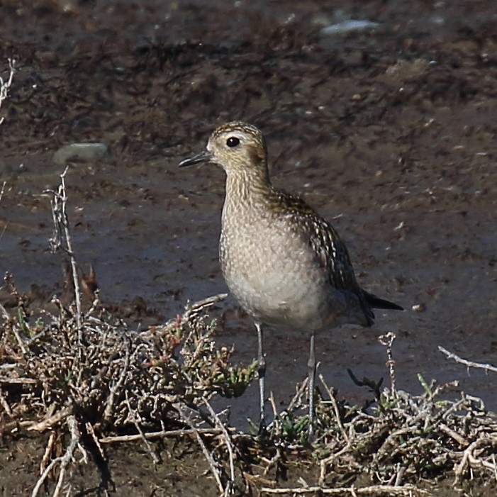 Pacific Golden-Plover - ML645812128