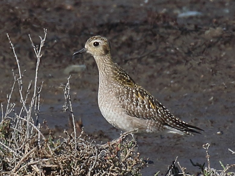 Pacific Golden-Plover - ML645812129