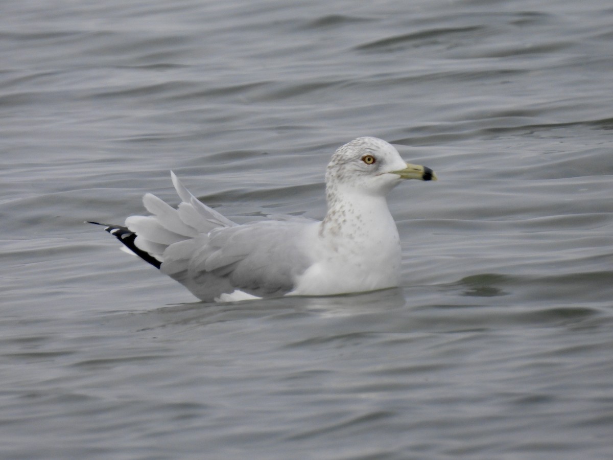 Ring-billed Gull - ML645812141