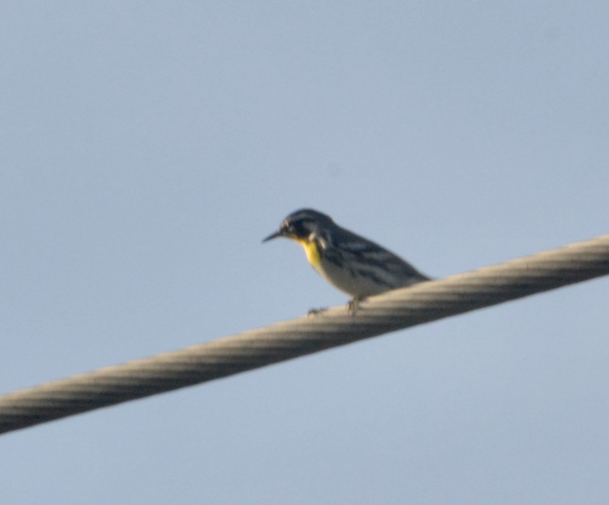Yellow-throated Warbler - ML645812142
