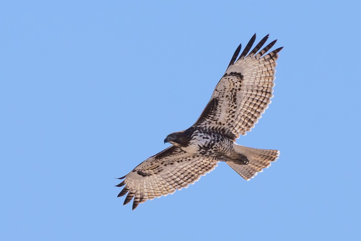 Red-tailed Hawk (calurus/alascensis) - ML645812155