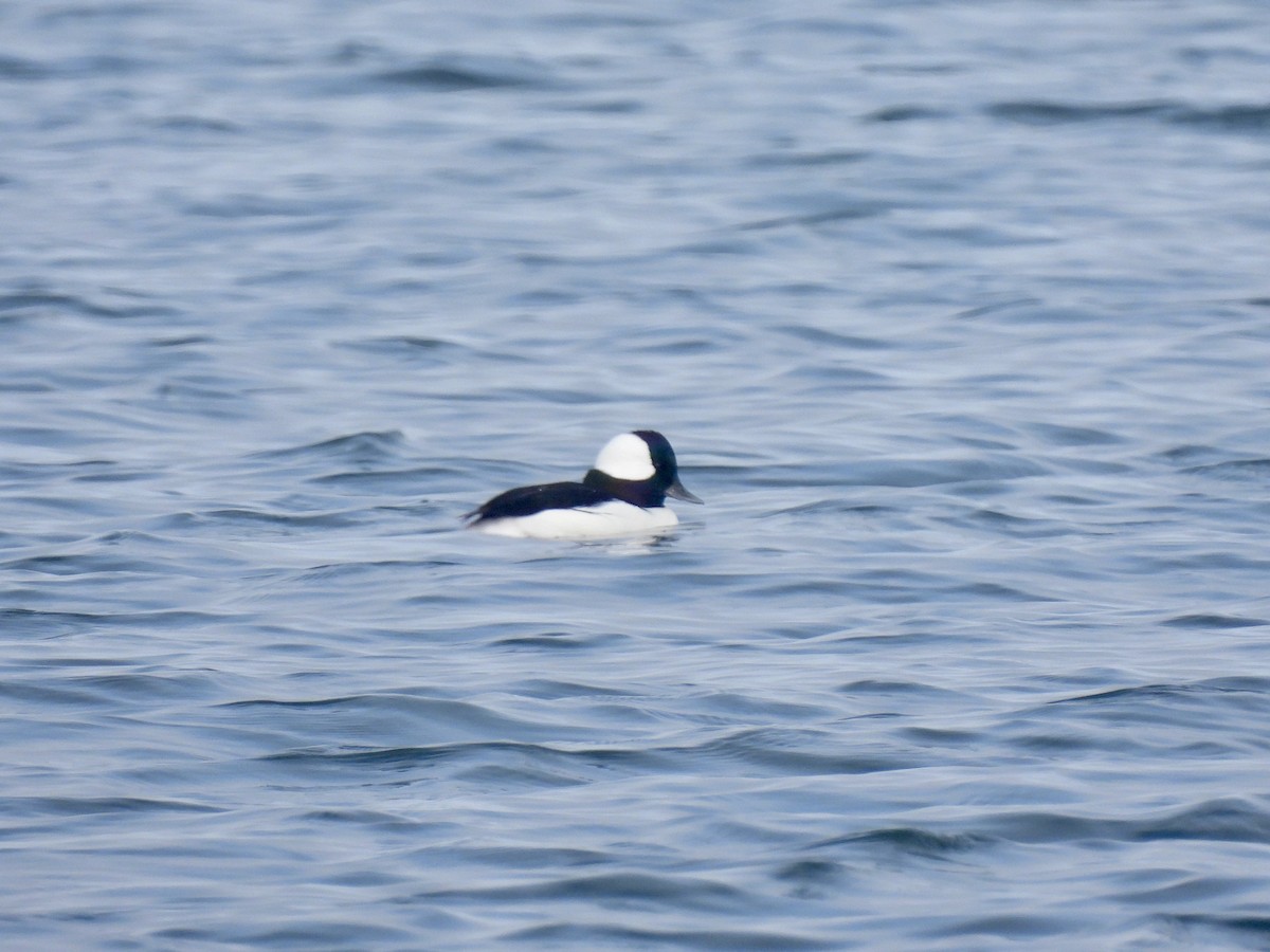 Bufflehead - ML645812158