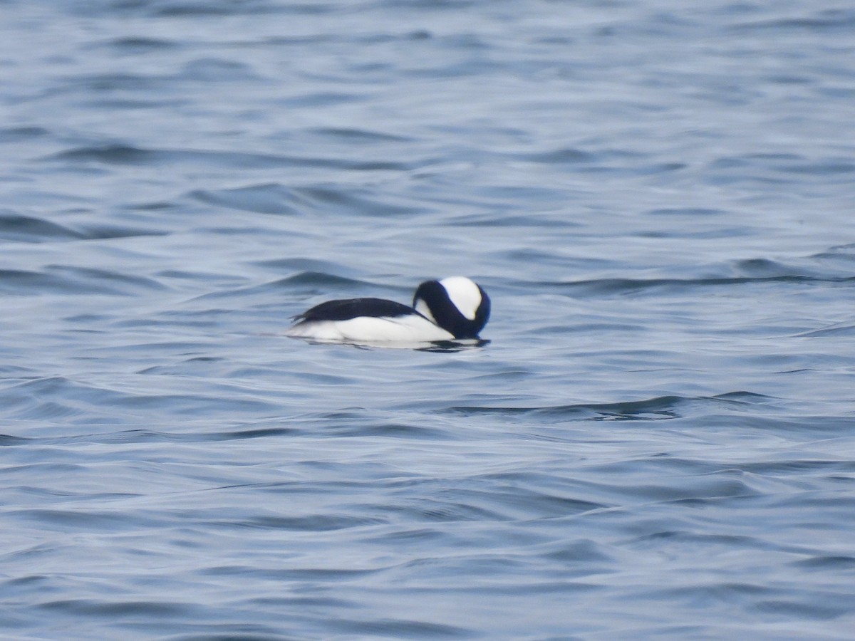 Bufflehead - ML645812163