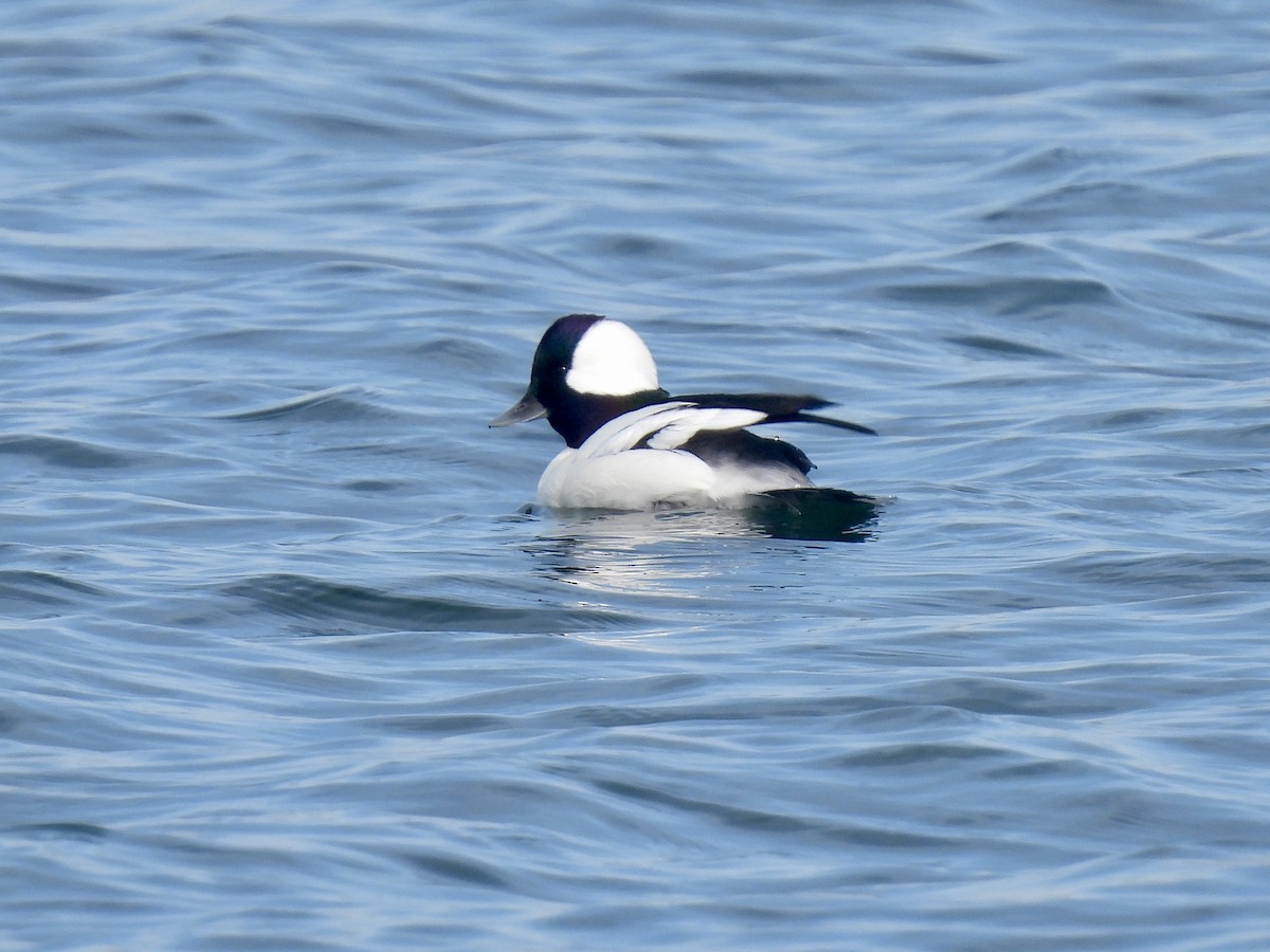 Bufflehead - ML645812165