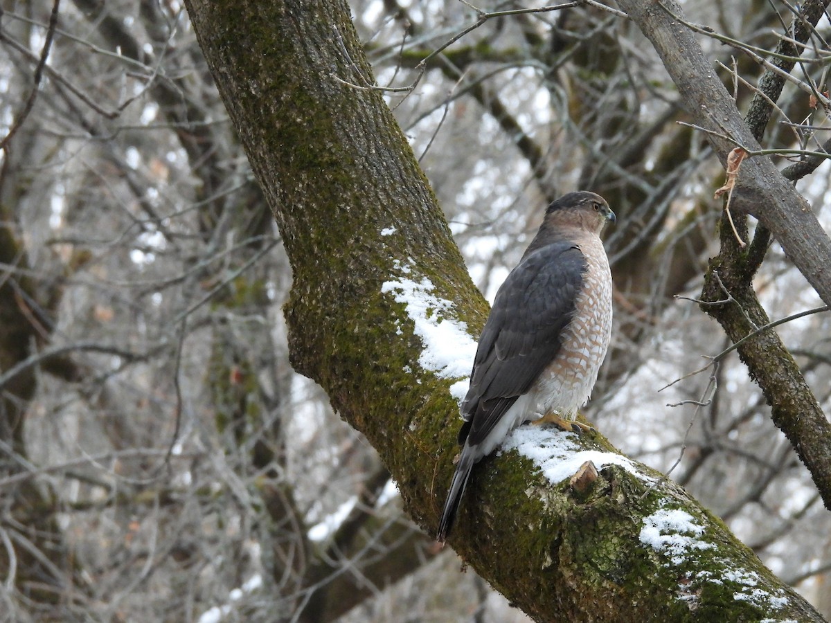Cooper's Hawk - ML645812172