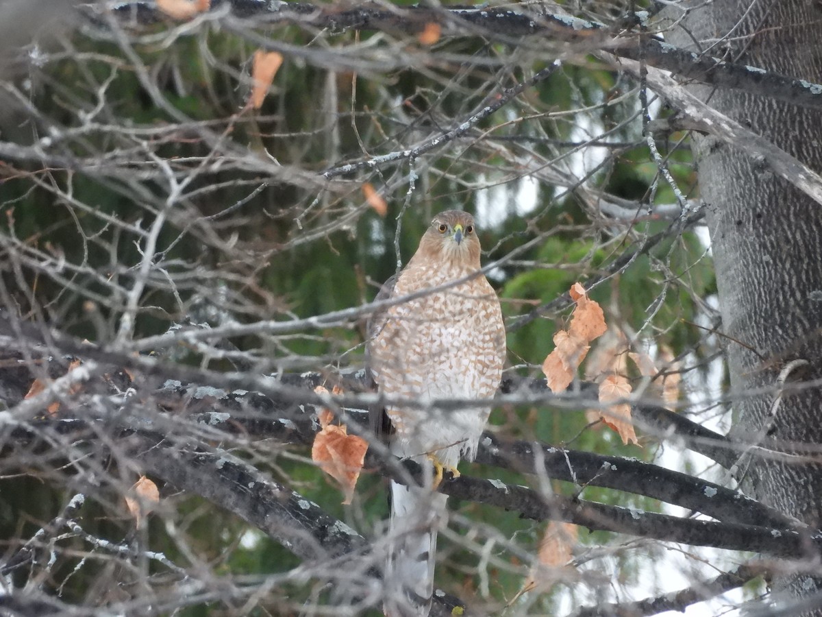 Cooper's Hawk - ML645812173