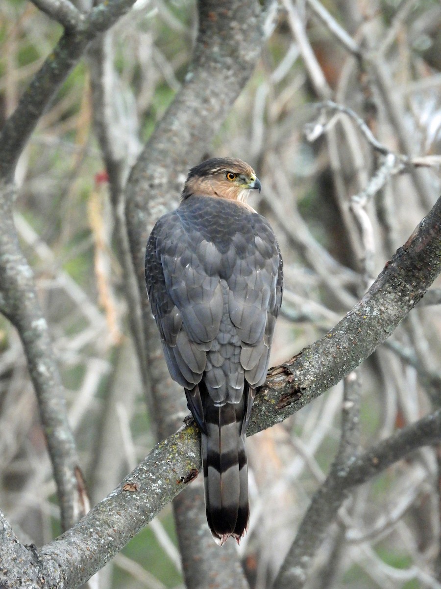 Cooper's Hawk - ML645812174