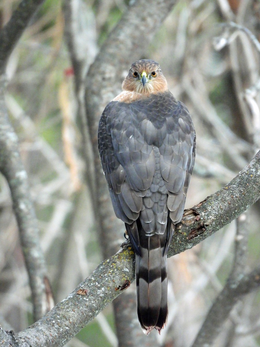 Cooper's Hawk - ML645812175