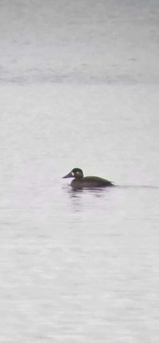 Surf Scoter - ML645812190