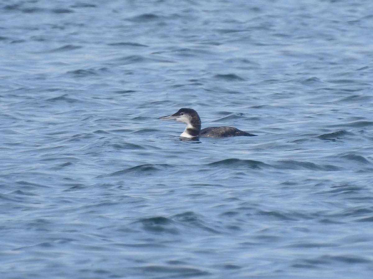 Common Loon - ML645812193