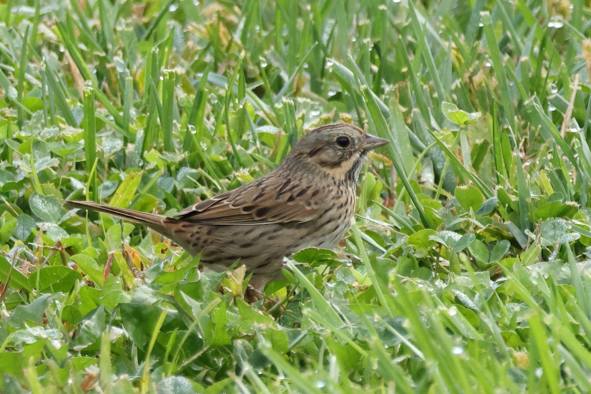 strnadec pruhohlavý - ML645812194