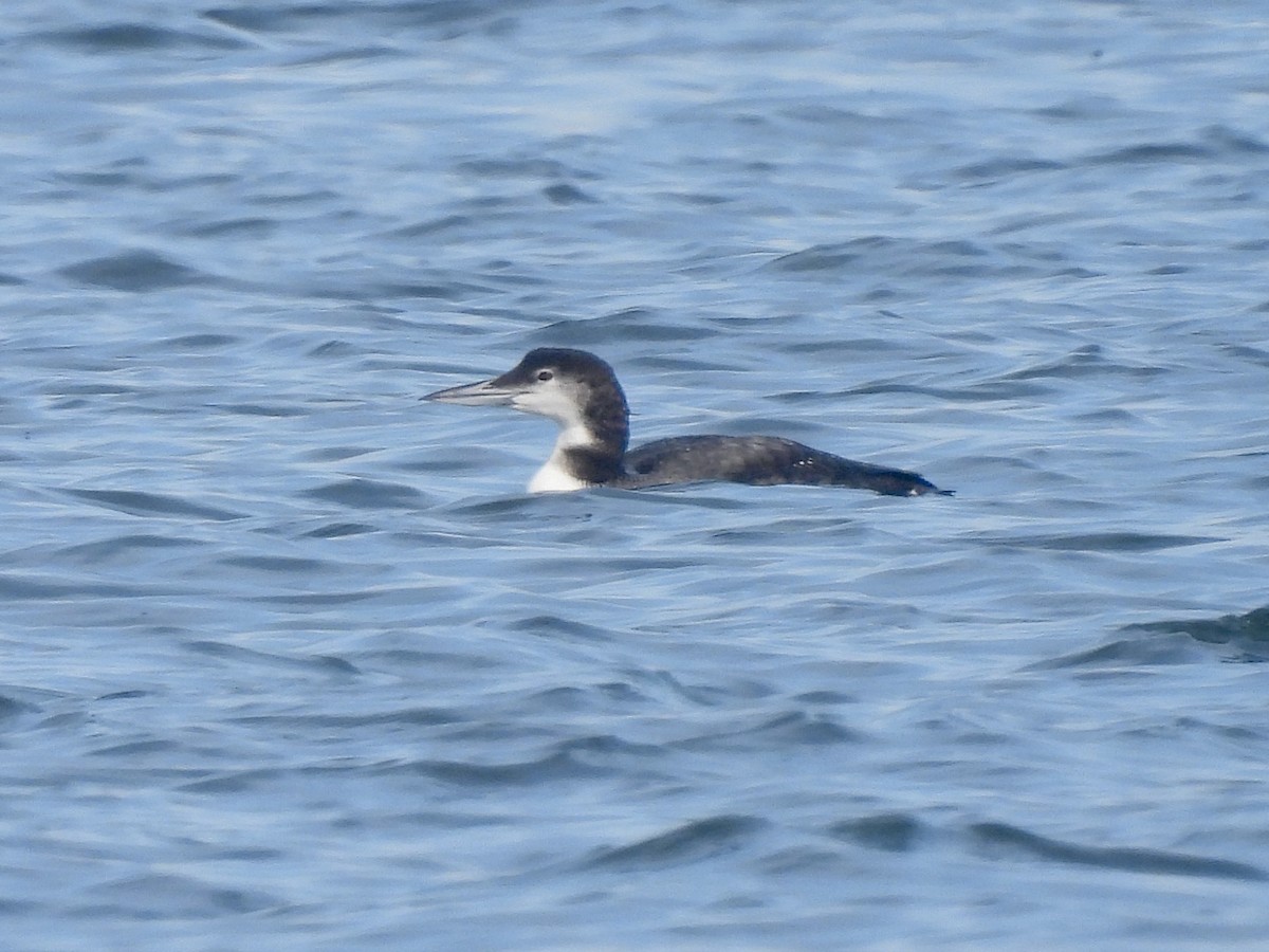 Common Loon - ML645812196