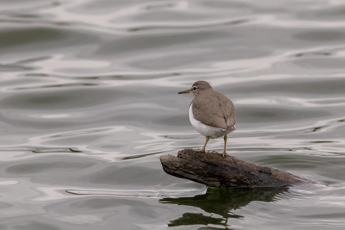 Benekli Düdükçün - ML645812198