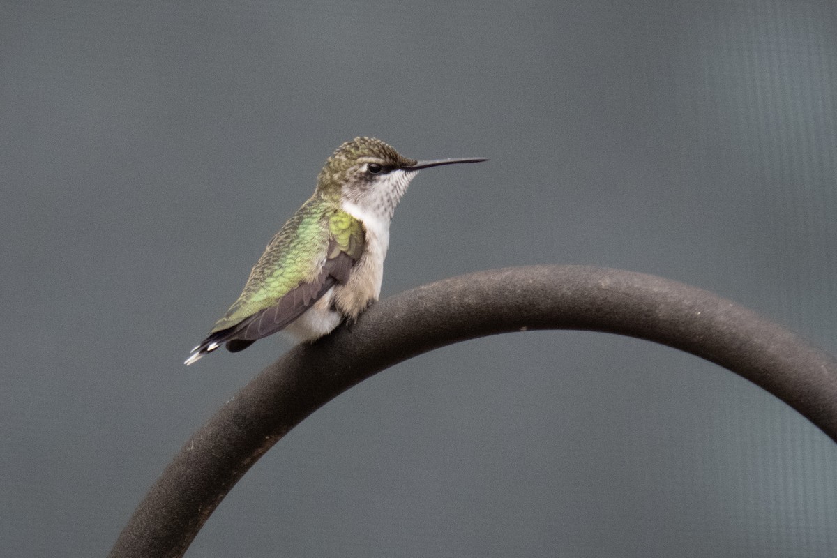 Ruby-throated Hummingbird - ML645812202