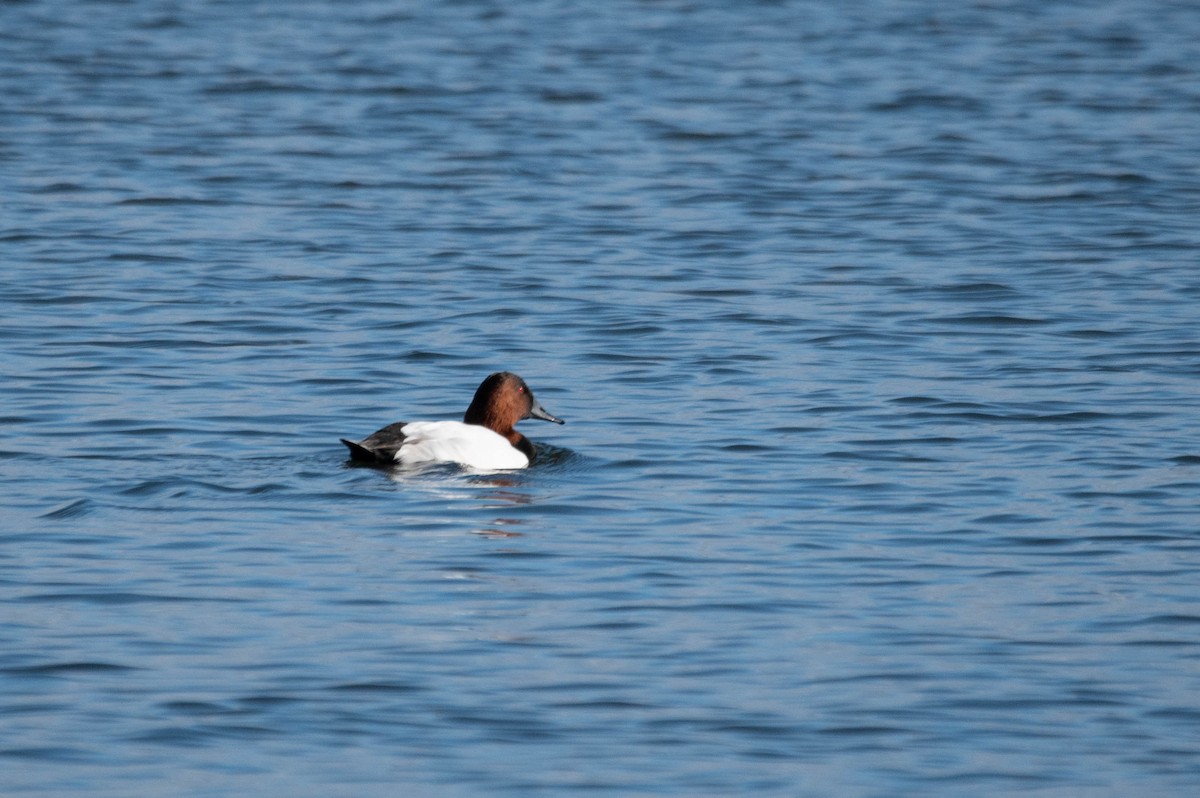 Murgilari bizkarzuria - ML645812205