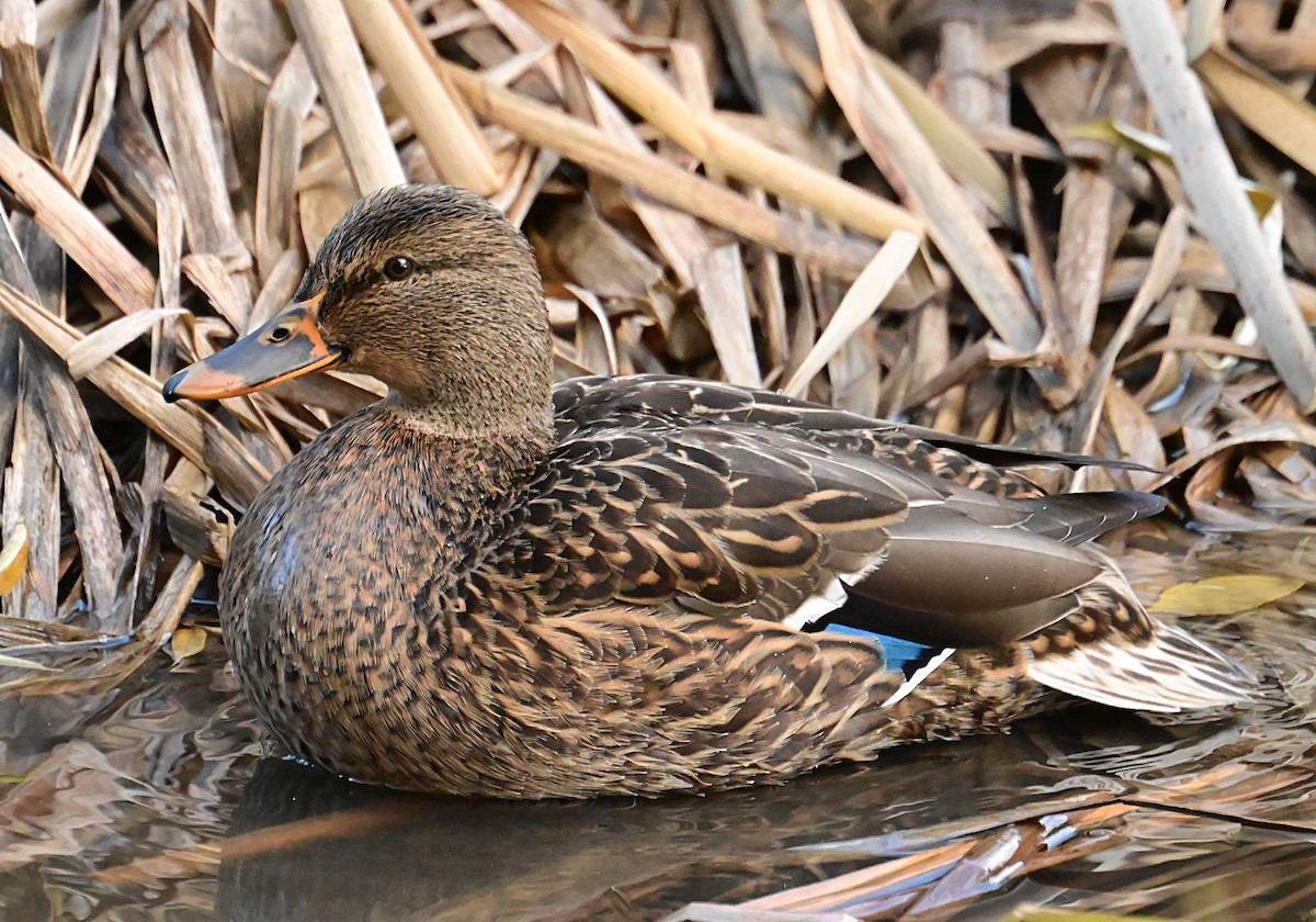 Mallard - ML645812206