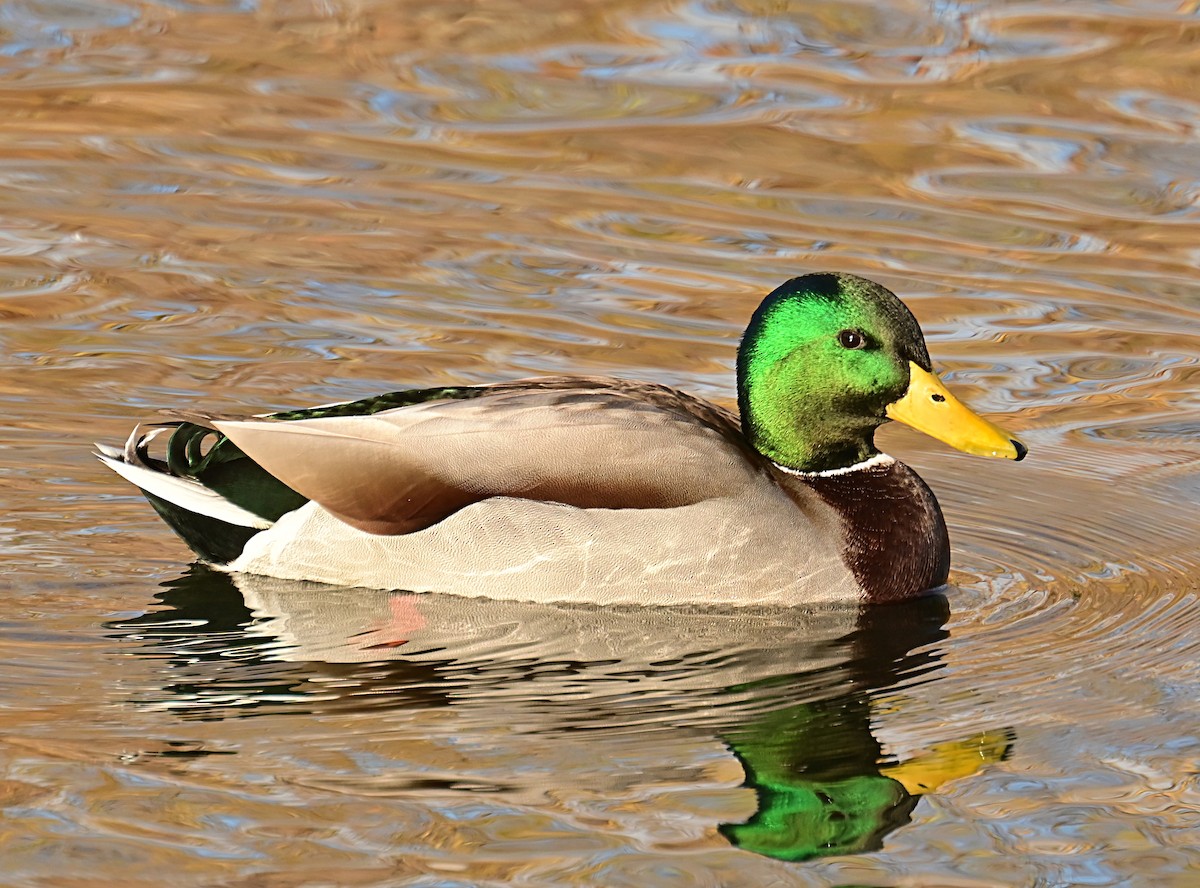 Mallard - ML645812207