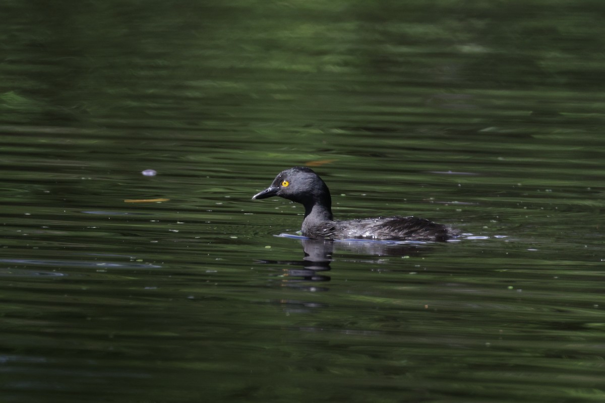 Least Grebe - ML645812209
