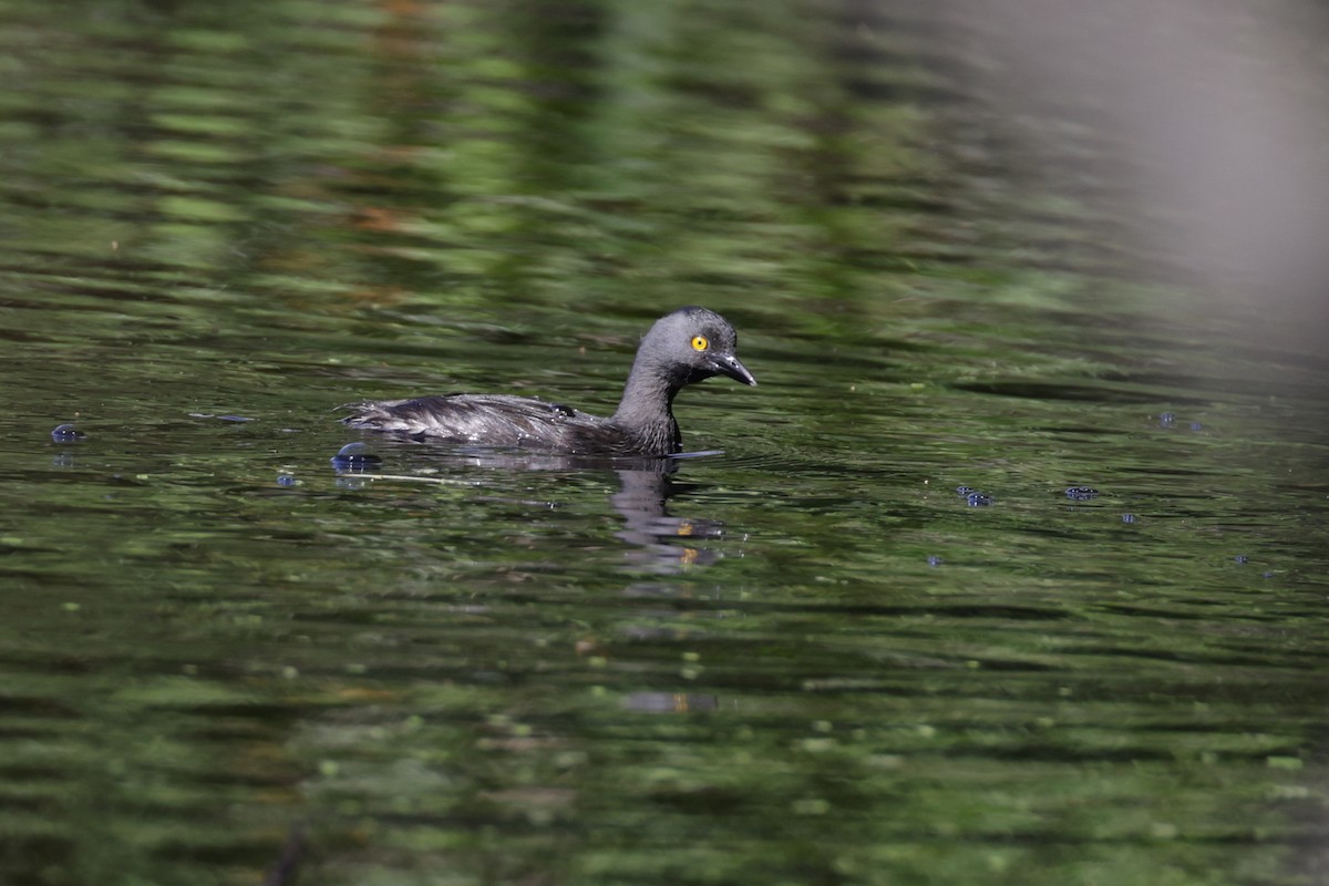 Least Grebe - ML645812210