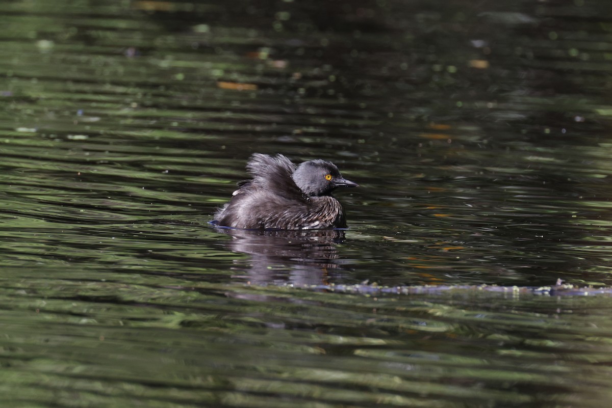 Least Grebe - ML645812211