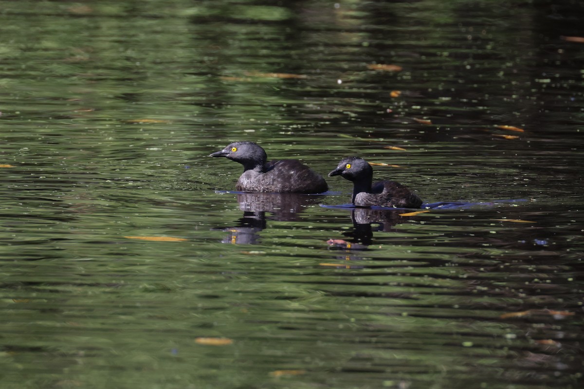 Least Grebe - ML645812212
