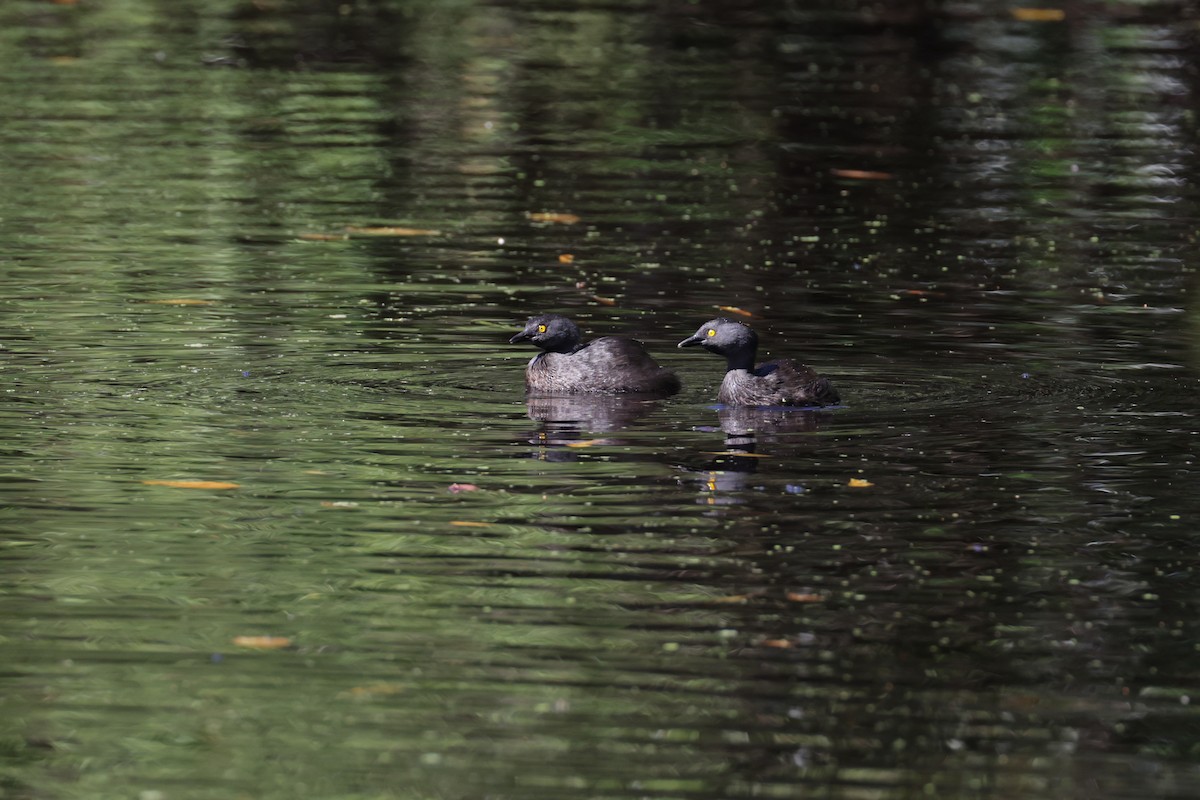 Least Grebe - ML645812213