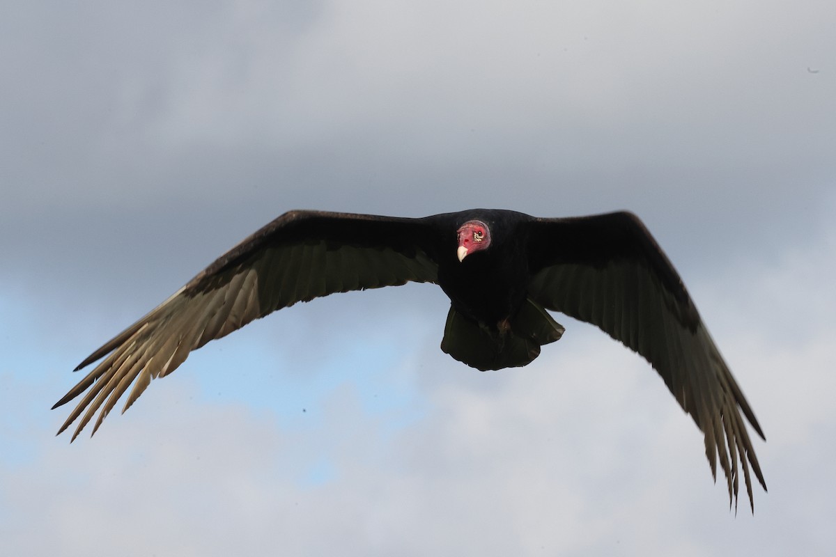 Turkey Vulture - ML645812214