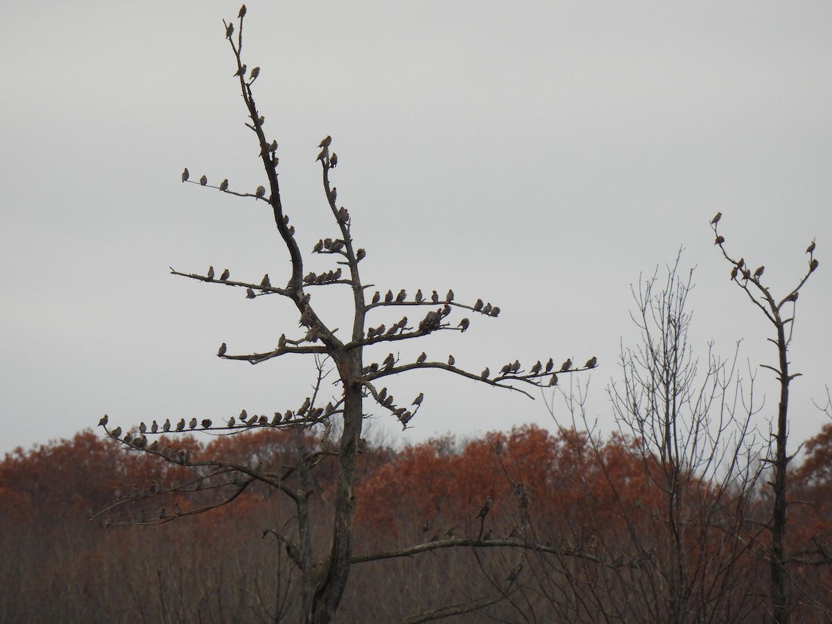 Bohemian Waxwing - ML645812215