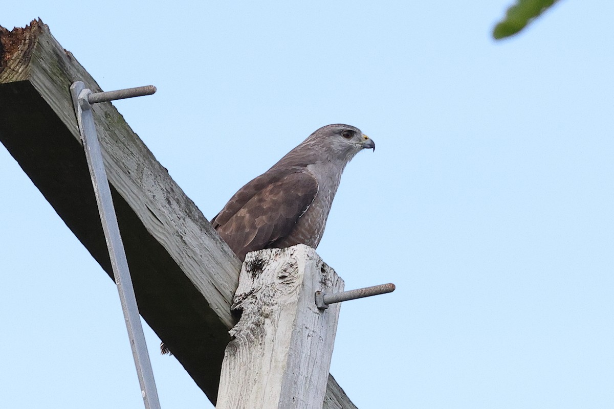 Ridgway's Hawk - ML645812234