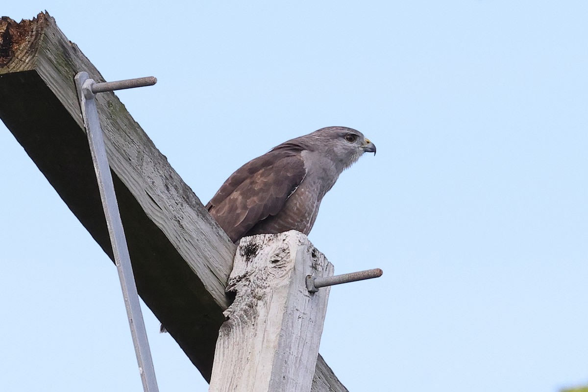 Ridgway's Hawk - ML645812235