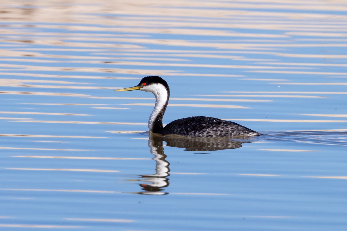 Western Grebe - ML645812237