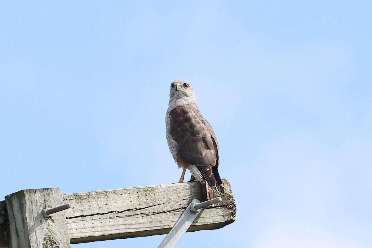 Ridgway's Hawk - ML645812238