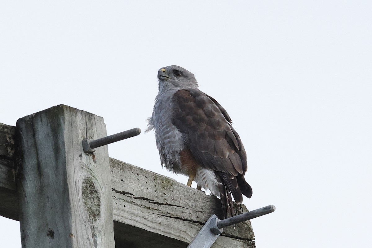 Ridgway's Hawk - ML645812239