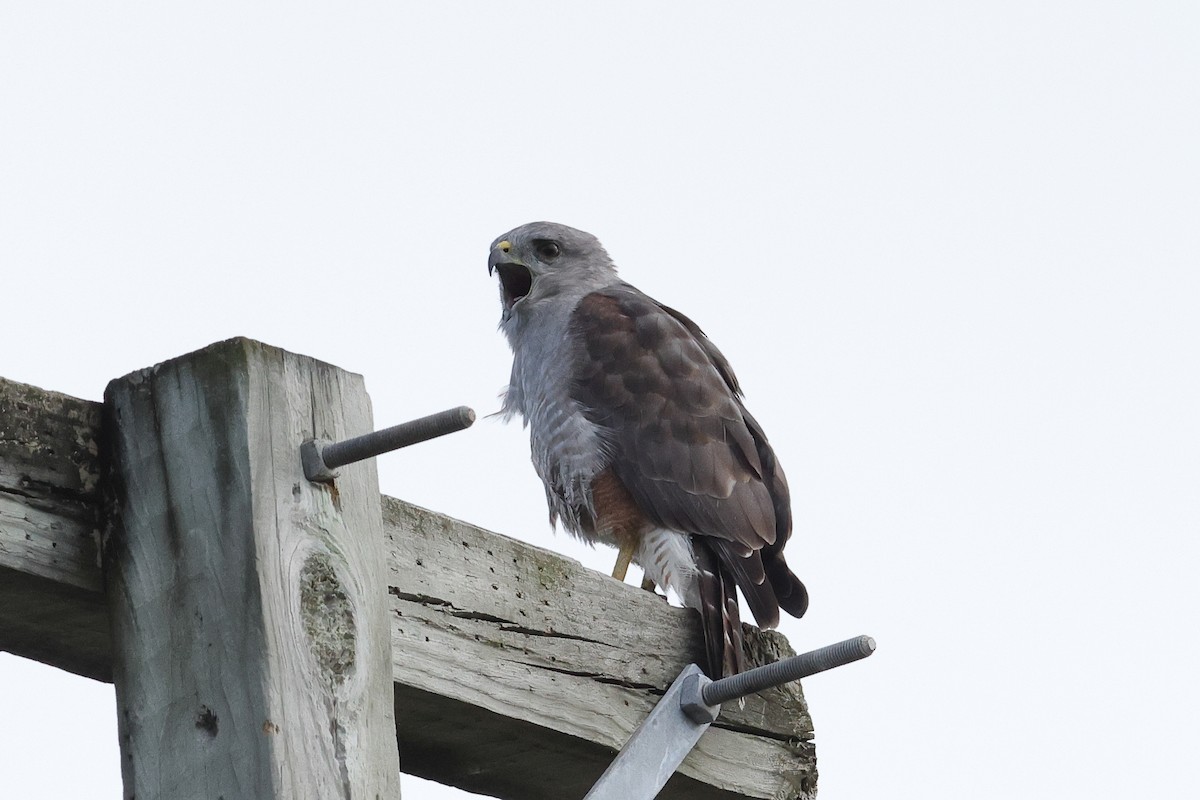 Ridgway's Hawk - ML645812240