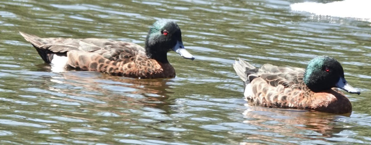 Chestnut Teal - ML645812245