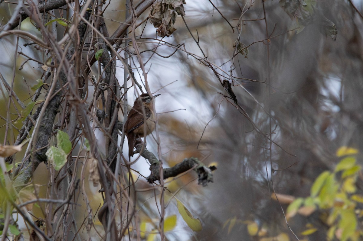 Carolinazaunkönig - ML645812250